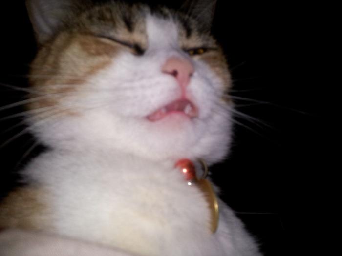 Piensa que su gata estaba muerta y lo que ve cuando mira bien hace historia en Twitter