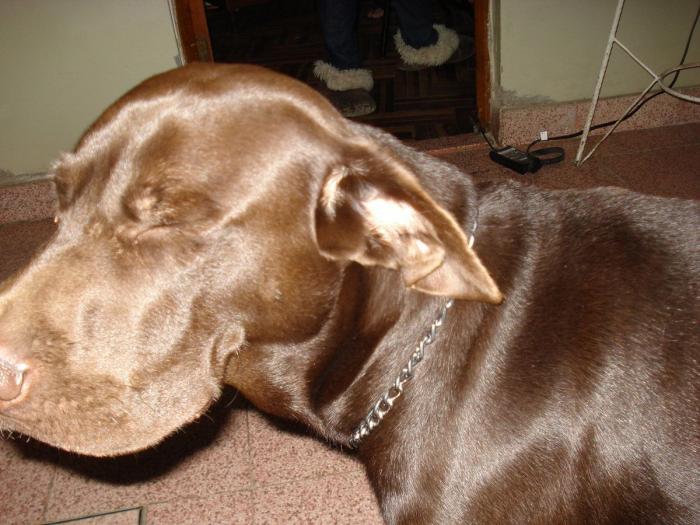 Piensa que su gata estaba muerta y lo que ve cuando mira bien hace historia en Twitter