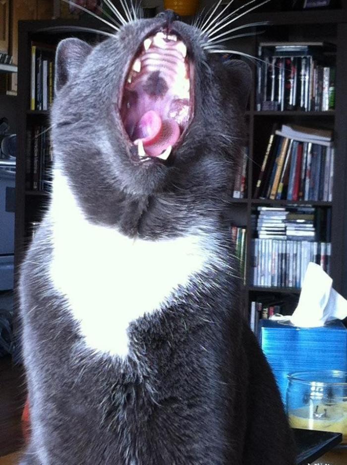 Piensa que su gata estaba muerta y lo que ve cuando mira bien hace historia en Twitter