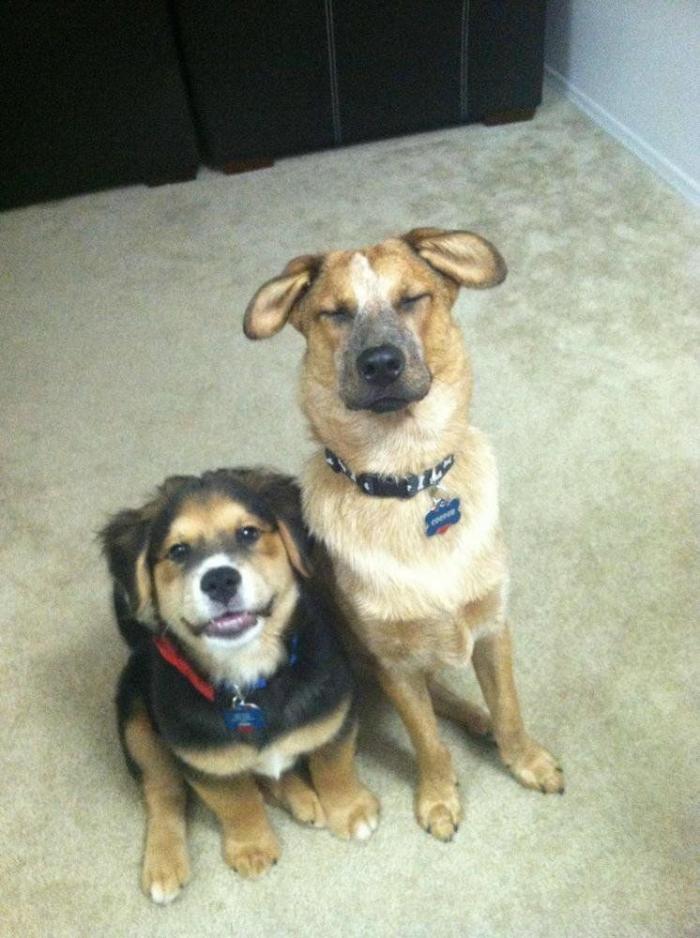 Piensa que su gata estaba muerta y lo que ve cuando mira bien hace historia en Twitter