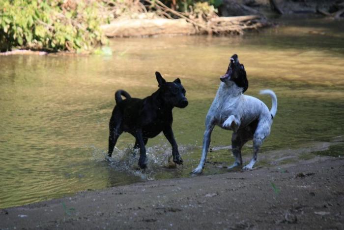 Piensa que su gata estaba muerta y lo que ve cuando mira bien hace historia en Twitter