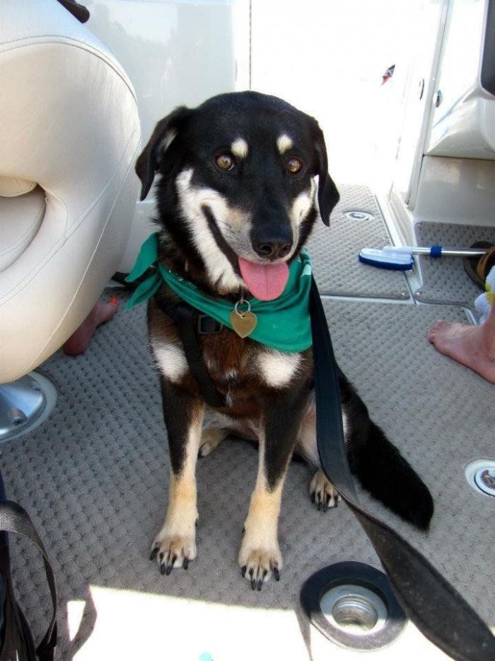 Piensa que su gata estaba muerta y lo que ve cuando mira bien hace historia en Twitter