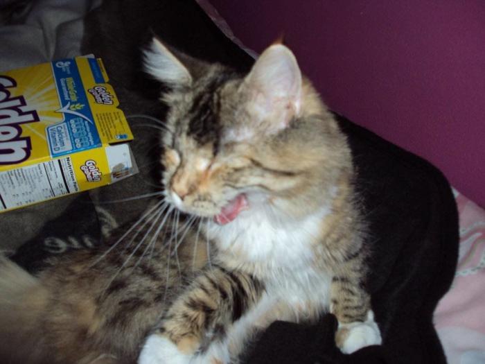 Piensa que su gata estaba muerta y lo que ve cuando mira bien hace historia en Twitter