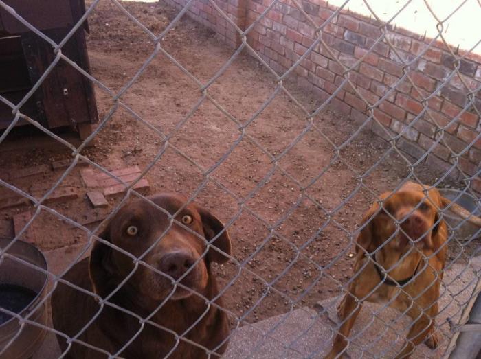 Piensa que su gata estaba muerta y lo que ve cuando mira bien hace historia en Twitter