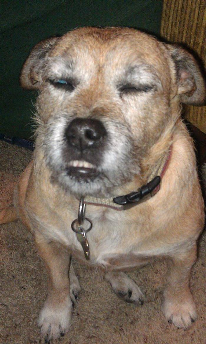 Piensa que su gata estaba muerta y lo que ve cuando mira bien hace historia en Twitter