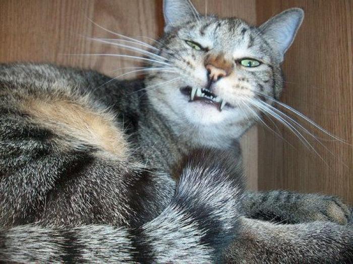 Piensa que su gata estaba muerta y lo que ve cuando mira bien hace historia en Twitter