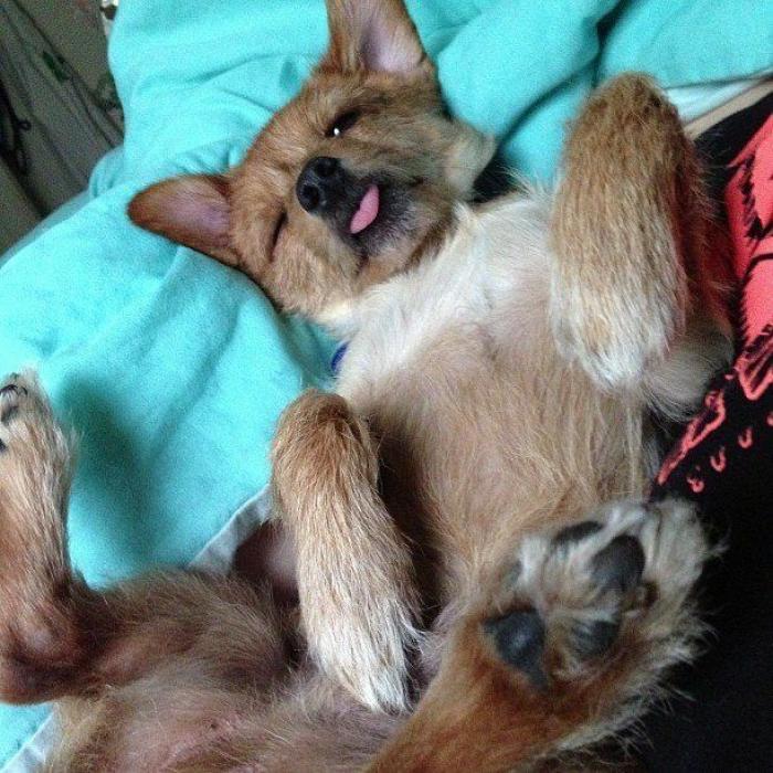 Piensa que su gata estaba muerta y lo que ve cuando mira bien hace historia en Twitter