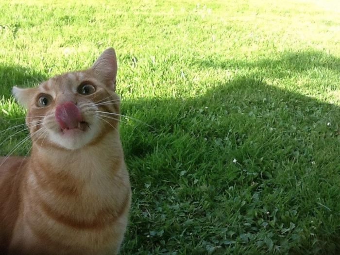 Piensa que su gata estaba muerta y lo que ve cuando mira bien hace historia en Twitter