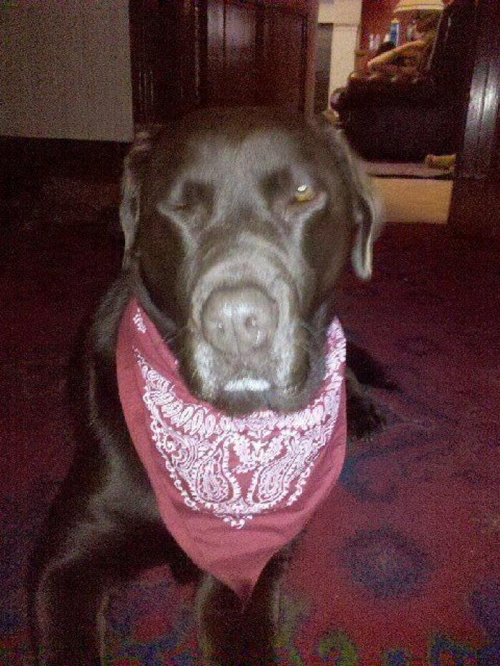 Piensa que su gata estaba muerta y lo que ve cuando mira bien hace historia en Twitter