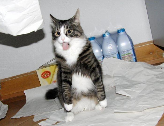 Piensa que su gata estaba muerta y lo que ve cuando mira bien hace historia en Twitter