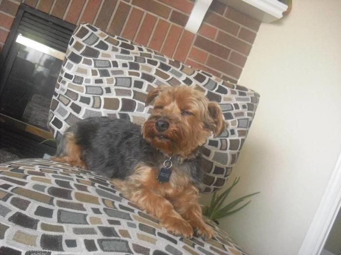 Piensa que su gata estaba muerta y lo que ve cuando mira bien hace historia en Twitter