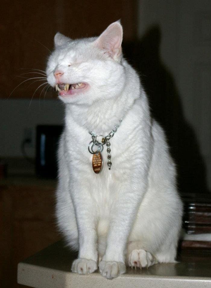 Piensa que su gata estaba muerta y lo que ve cuando mira bien hace historia en Twitter