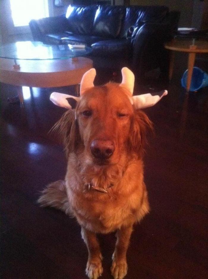 Piensa que su gata estaba muerta y lo que ve cuando mira bien hace historia en Twitter