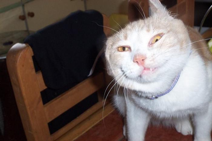 Piensa que su gata estaba muerta y lo que ve cuando mira bien hace historia en Twitter