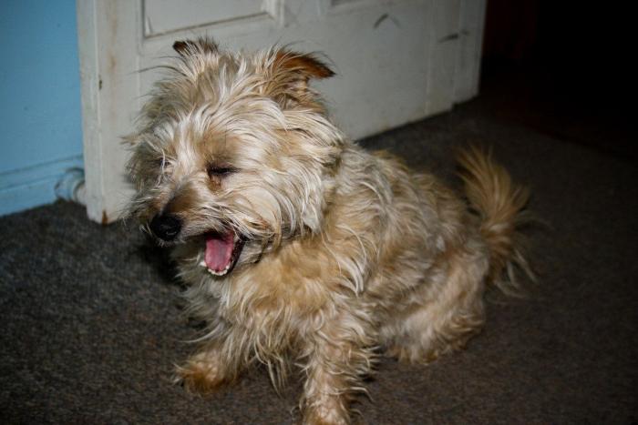 Piensa que su gata estaba muerta y lo que ve cuando mira bien hace historia en Twitter