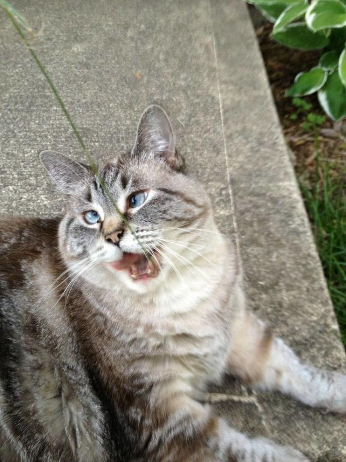 Piensa que su gata estaba muerta y lo que ve cuando mira bien hace historia en Twitter