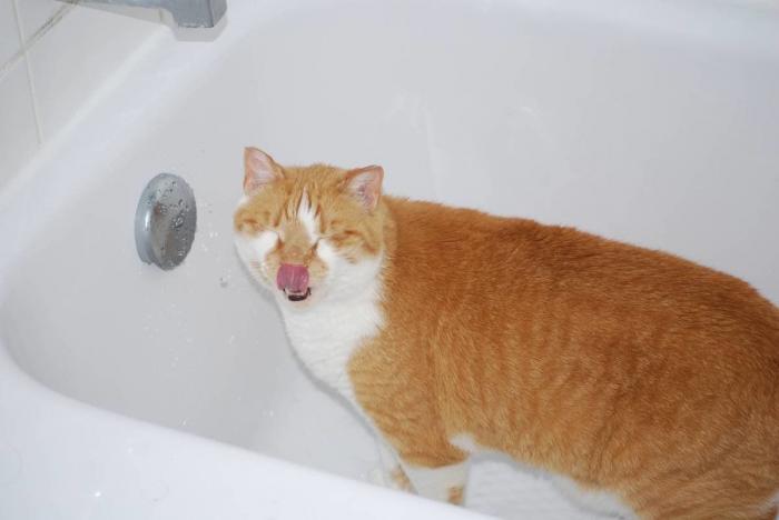 Piensa que su gata estaba muerta y lo que ve cuando mira bien hace historia en Twitter