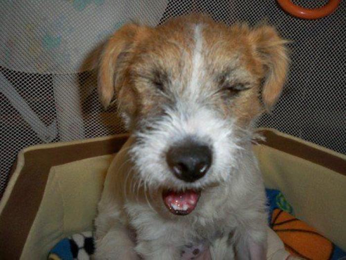 Piensa que su gata estaba muerta y lo que ve cuando mira bien hace historia en Twitter