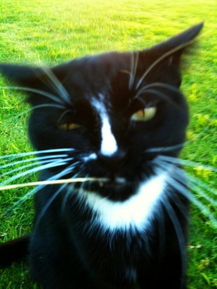 Piensa que su gata estaba muerta y lo que ve cuando mira bien hace historia en Twitter