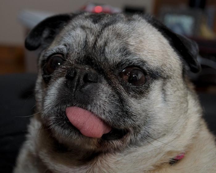 Piensa que su gata estaba muerta y lo que ve cuando mira bien hace historia en Twitter