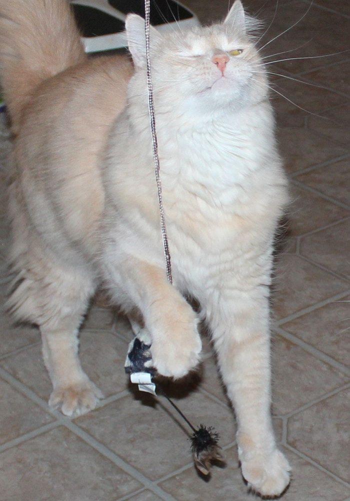 Piensa que su gata estaba muerta y lo que ve cuando mira bien hace historia en Twitter