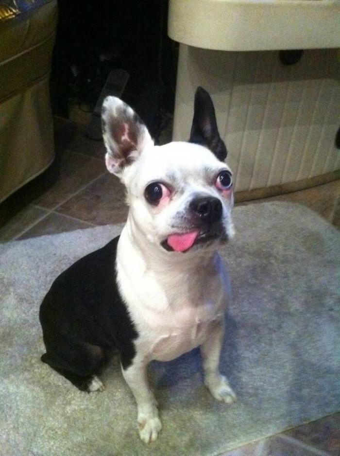 Piensa que su gata estaba muerta y lo que ve cuando mira bien hace historia en Twitter