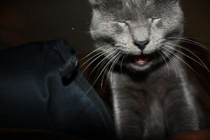 Piensa que su gata estaba muerta y lo que ve cuando mira bien hace historia en Twitter