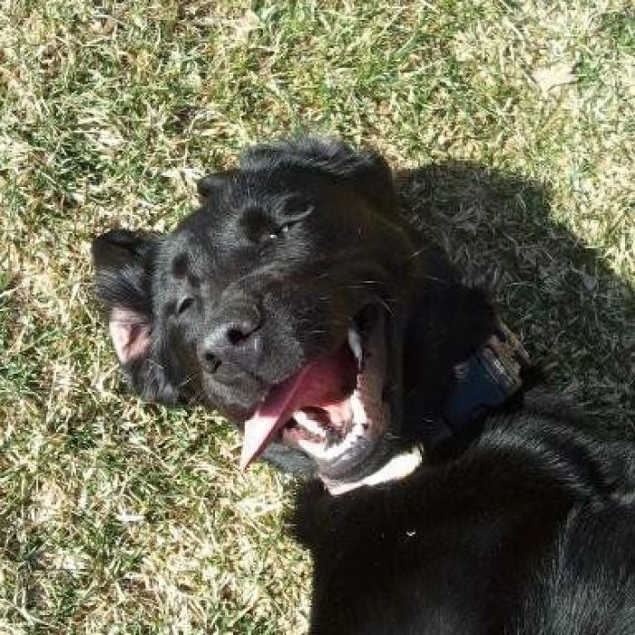 Piensa que su gata estaba muerta y lo que ve cuando mira bien hace historia en Twitter