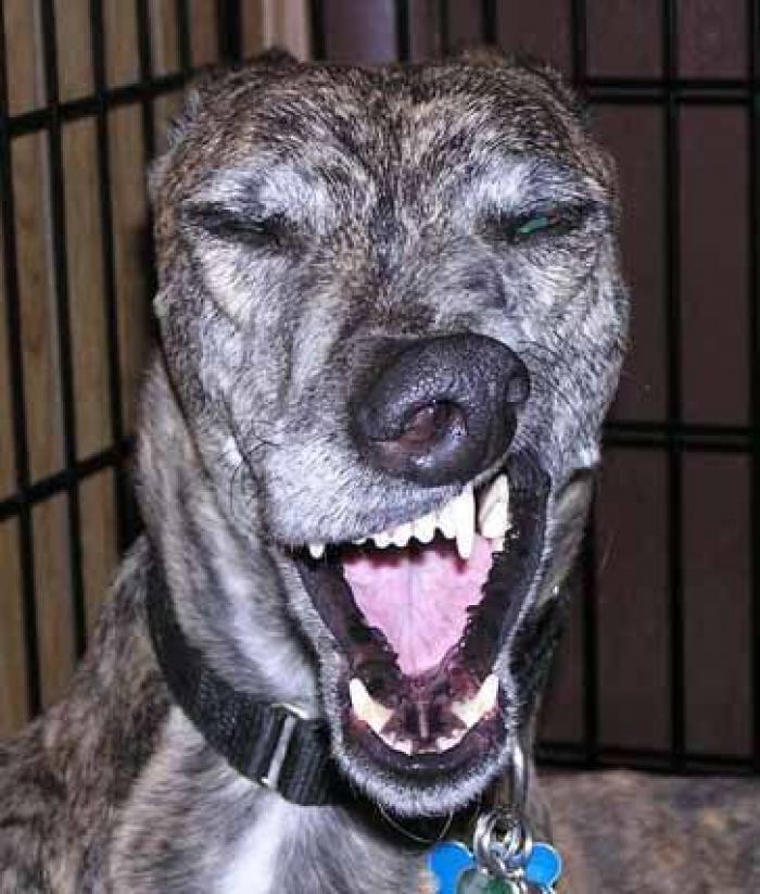 Piensa que su gata estaba muerta y lo que ve cuando mira bien hace historia en Twitter