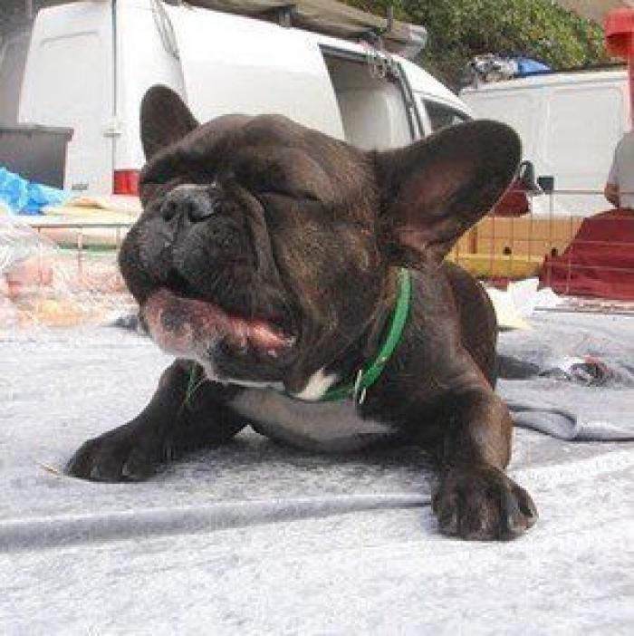 Piensa que su gata estaba muerta y lo que ve cuando mira bien hace historia en Twitter