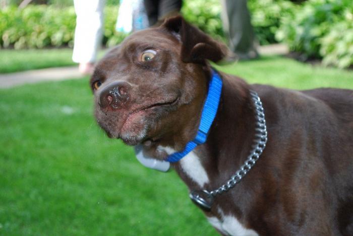 Piensa que su gata estaba muerta y lo que ve cuando mira bien hace historia en Twitter