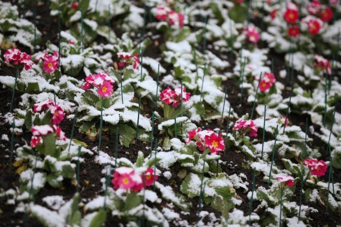 Tokio, París y otras ciudades convertidas en postales de nieve (FOTOS)