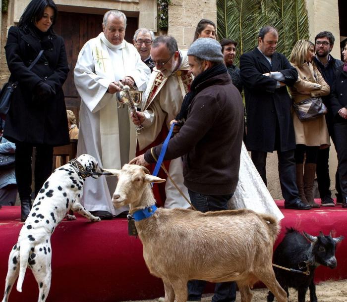 Bendición de animales por San Antón: camaleones, cabras, perros, hurones y gatos en la iglesia (FOTOS)