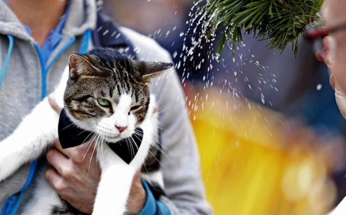 Bendición de animales por San Antón: camaleones, cabras, perros, hurones y gatos en la iglesia (FOTOS)
