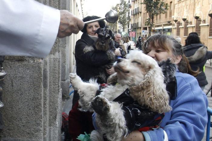 Bendición de animales por San Antón: camaleones, cabras, perros, hurones y gatos en la iglesia (FOTOS)