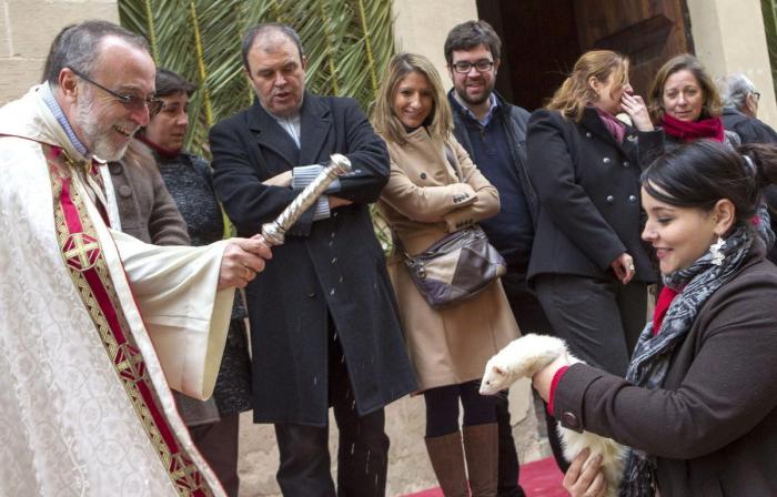Bendición de animales por San Antón: camaleones, cabras, perros, hurones y gatos en la iglesia (FOTOS)