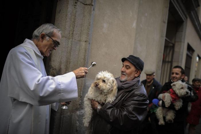 Bendición de animales por San Antón: camaleones, cabras, perros, hurones y gatos en la iglesia (FOTOS)