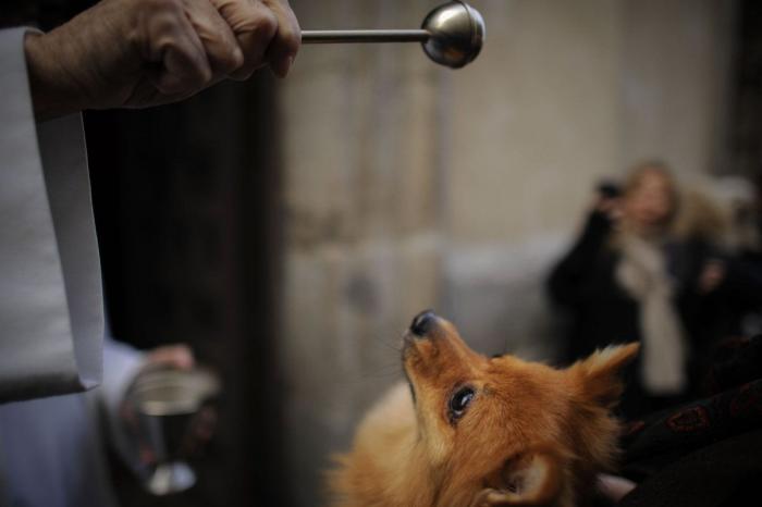 Bendición de animales por San Antón: camaleones, cabras, perros, hurones y gatos en la iglesia (FOTOS)