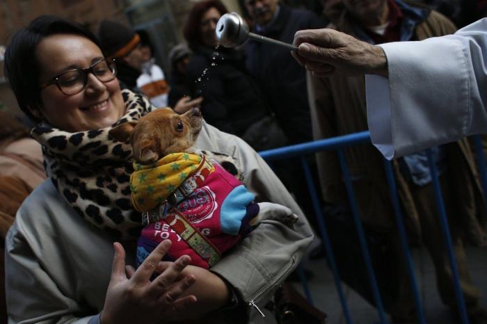 Bendición de animales por San Antón: camaleones, cabras, perros, hurones y gatos en la iglesia (FOTOS)