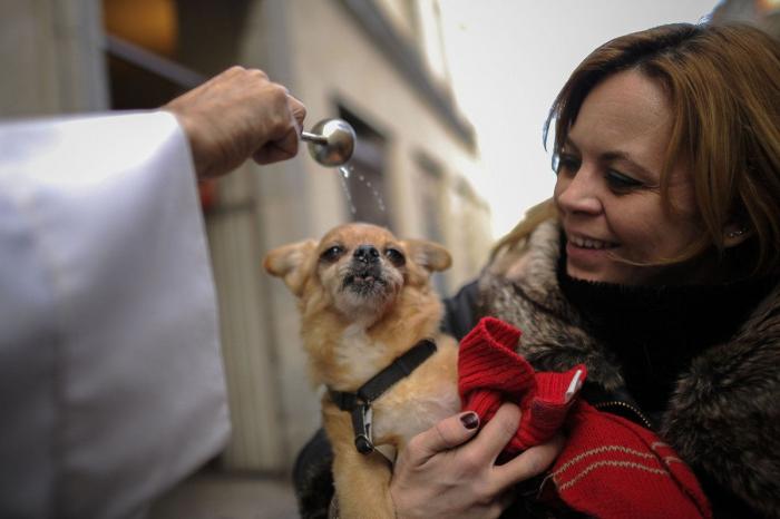 Bendición de animales por San Antón: camaleones, cabras, perros, hurones y gatos en la iglesia (FOTOS)