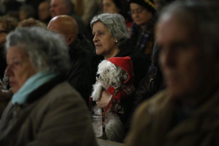 Bendición de animales por San Antón: camaleones, cabras, perros, hurones y gatos en la iglesia (FOTOS)