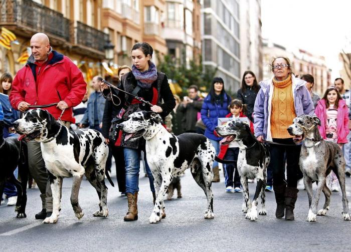 Bendición de animales por San Antón: camaleones, cabras, perros, hurones y gatos en la iglesia (FOTOS)