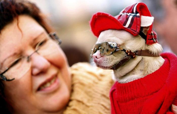 Bendición de animales por San Antón: camaleones, cabras, perros, hurones y gatos en la iglesia (FOTOS)