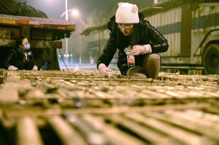 Gatos hambrientos, deshidratados y camino del matadero en China... salvados por accidente (FOTOS)