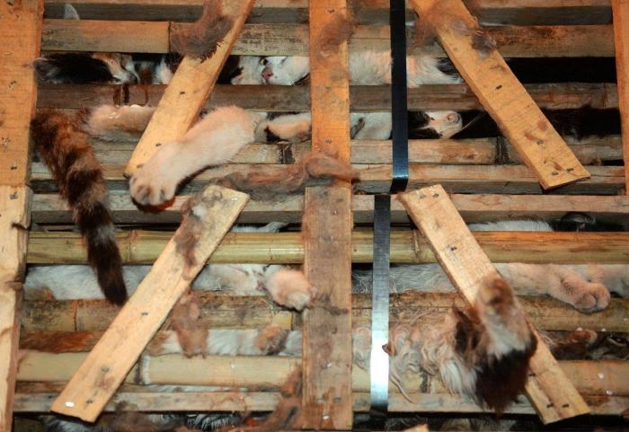 Gatos hambrientos, deshidratados y camino del matadero en China... salvados por accidente (FOTOS)