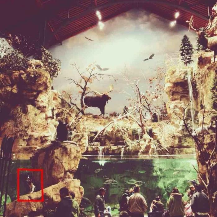 "Dónde está Wally", versión Instagram: el perro que nunca ves al primer vistazo (FOTOS)