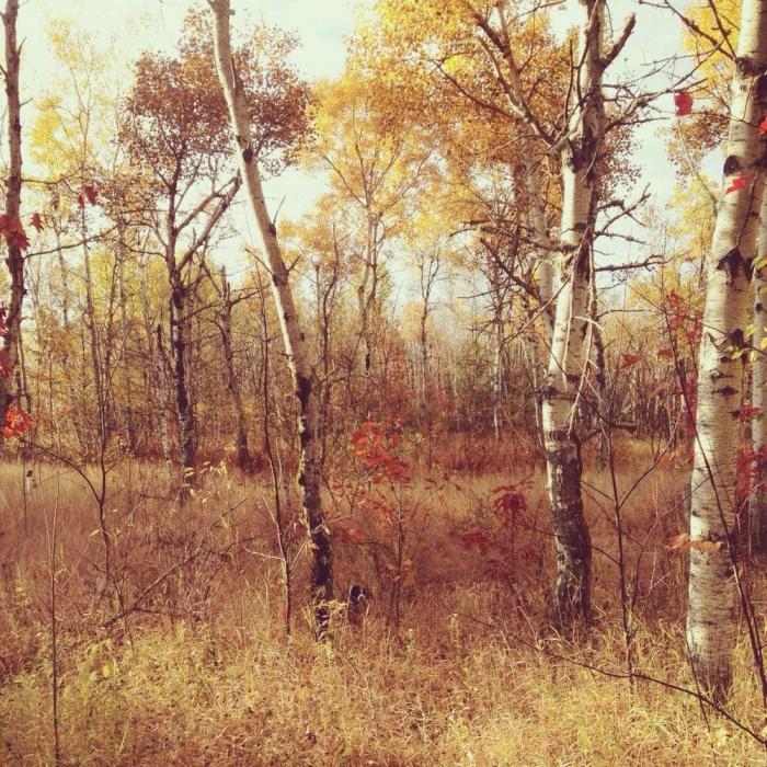 "Dónde está Wally", versión Instagram: el perro que nunca ves al primer vistazo (FOTOS)