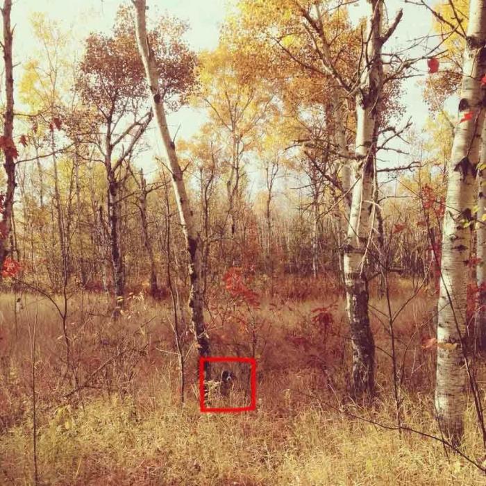 "Dónde está Wally", versión Instagram: el perro que nunca ves al primer vistazo (FOTOS)