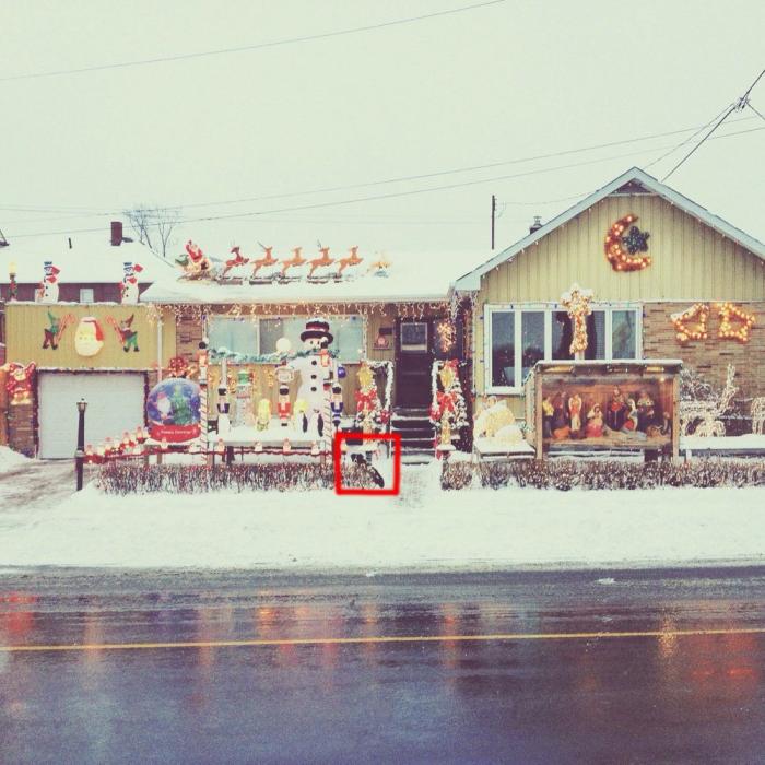 "Dónde está Wally", versión Instagram: el perro que nunca ves al primer vistazo (FOTOS)