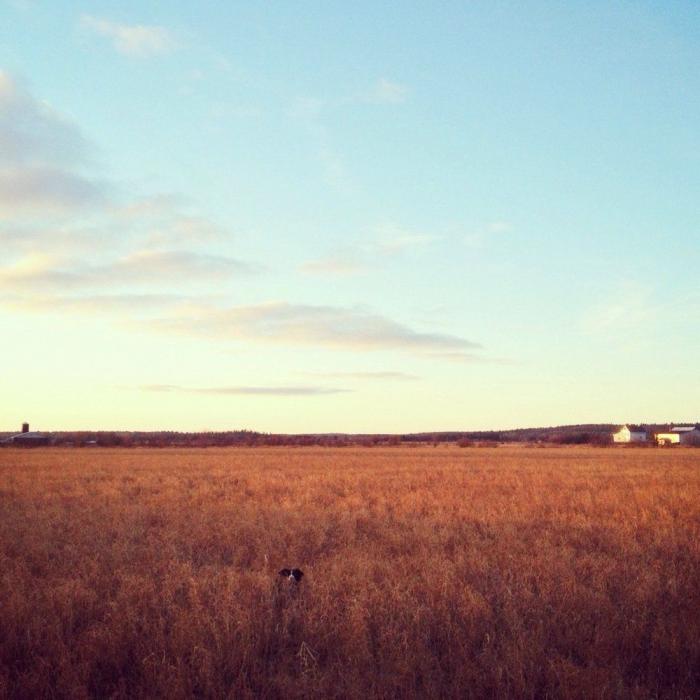 "Dónde está Wally", versión Instagram: el perro que nunca ves al primer vistazo (FOTOS)